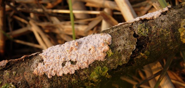 Aphyllophorales???